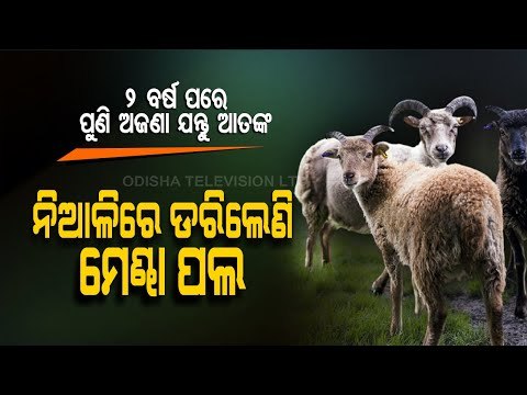 Fear Of Unknown Predator Returns To Niali As Sheep Found Dead