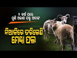 Fear Of Unknown Predator Returns To Niali As Sheep Found Dead