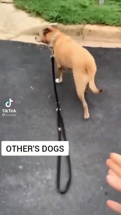 Funny dog reaction will make you laugh