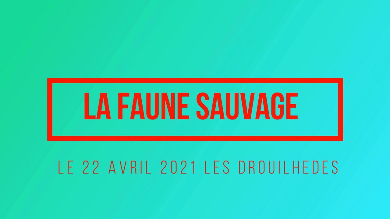 FAUNE SAUVAGE LE 22 AVRIL 2021