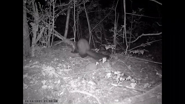 FAUNE SAUVAGE LE 26 AVRIL 2021