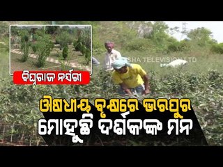 Special Story | Nursery Park In Boudh With Medicinal Plants Turning Tourist Attraction