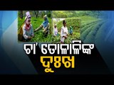 OTV In Assam- Distressed Life Of Tea Leaf Pickers In Assam Tea Garden | Special Report