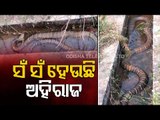 Giant King Cobra Rescued In Malkangiri