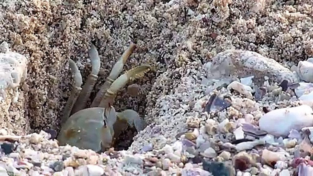 Crab throws out a squatter from his property