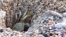 Crab throws out a squatter from his property