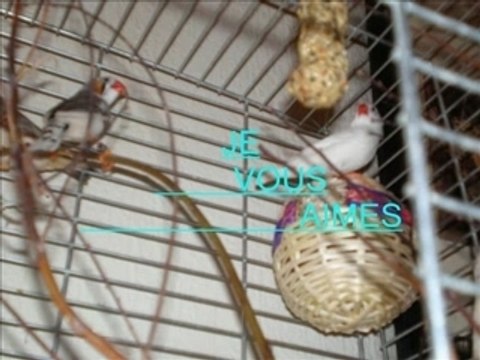 UN PTIT MONTAGE SUR MES MANDARINS CHERIS !!!