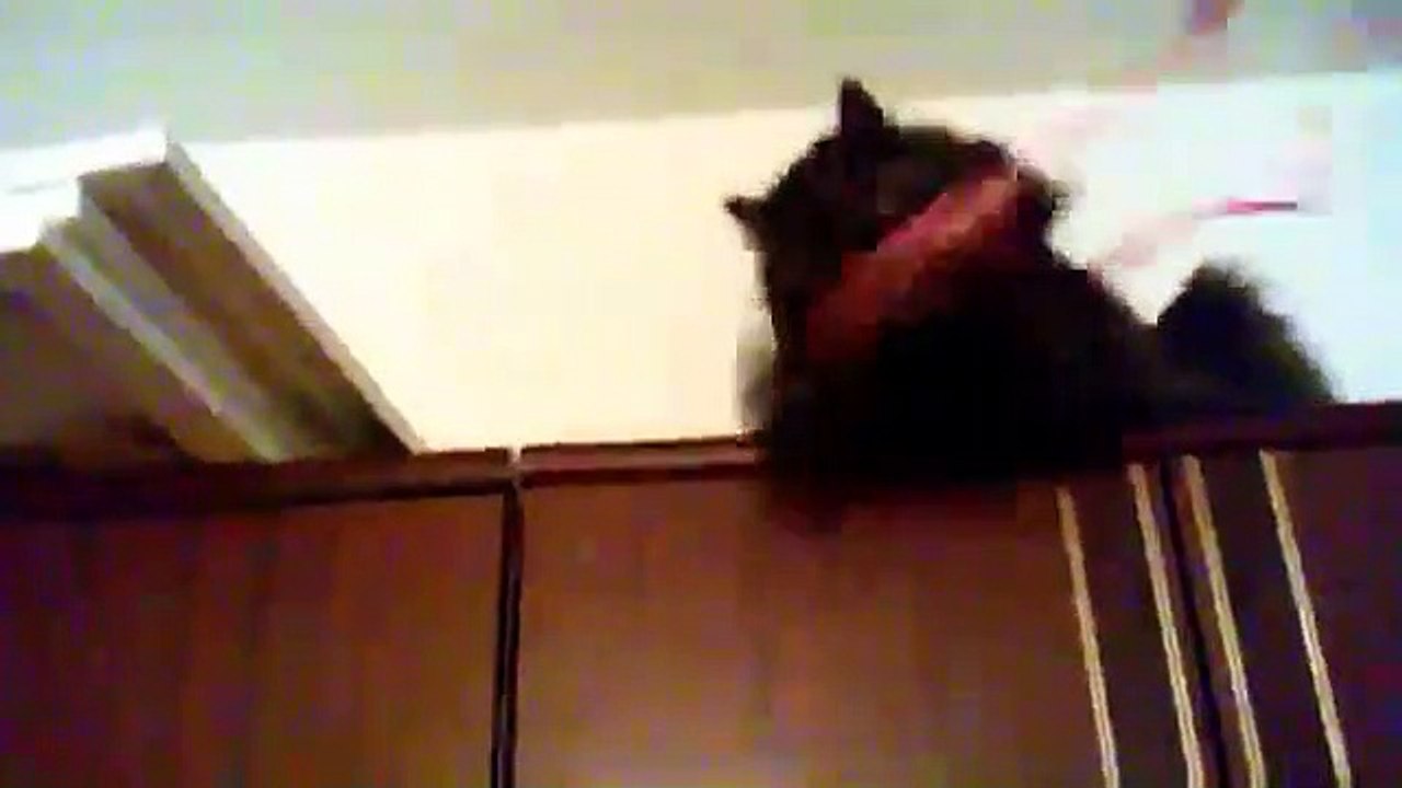 Let's play with my cat