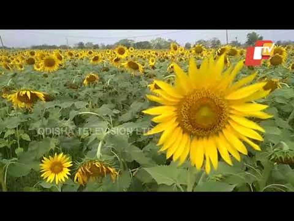 Success Story Of A Sunflower Farmer