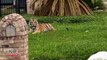 Tiger Seen Roaming Neighborhood Sent to Animal Sanctuary