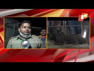 15 Sheep Killed By Unknown Animal In Niali, Cuttack