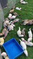 Ferrets Get Together at Local Park