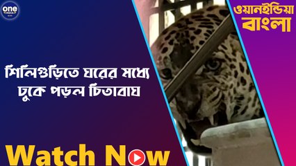 শিলিগুড়িতে ঘরের মধ্যে ঢুকে পড়ল চিতাবাঘ | Oneindia Bengali