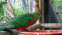 Pet Australian King Parrot - Male & Female - Bird Sounds