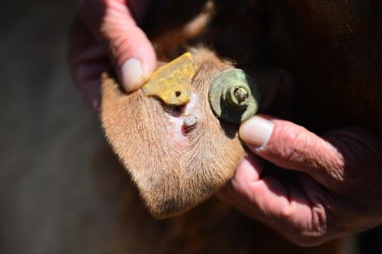 'AKREP, YILAN ISIRIĞI VAKALARINDA EMME, KESME, BUZ KOYMA GİBİ MÜDAHALELER ÖLDÜREBİLİR'