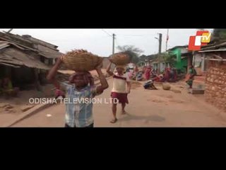Distress Sell Of Tamarind Reported From A Village In Gajapati - OTV Report