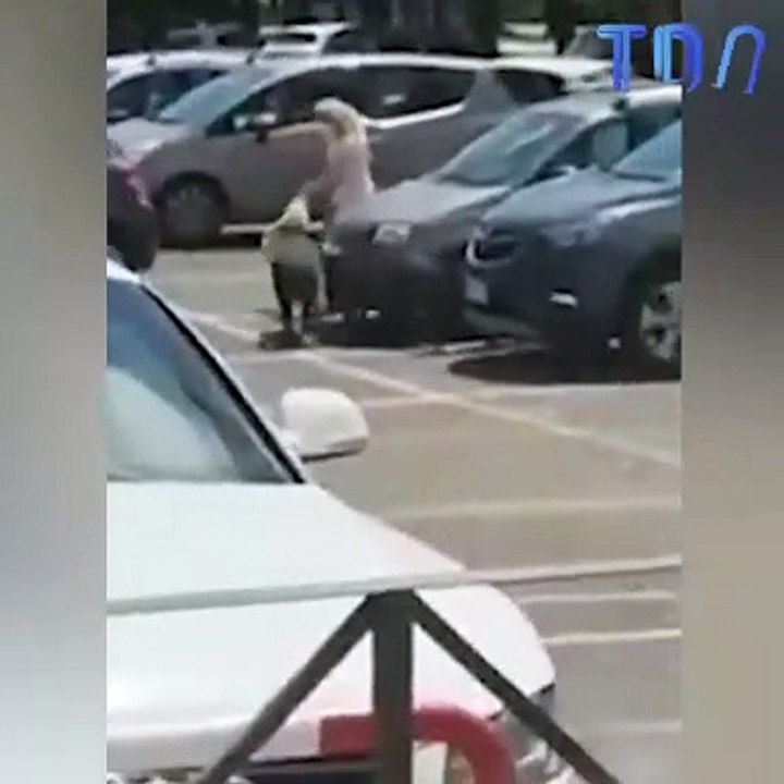 Cette italienne se fait voler ses courses par des sangliers sur le parking du supermarché