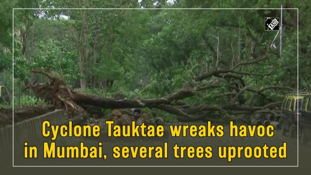 Cyclone Tauktae wreaks havoc in Mumbai, several trees uprooted