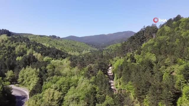 Kazdağları yeşilin binbir tonuna ev sahipliği yapıyor