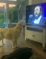 Dog Singing along to Pavarotti - BestDogsLifeUK - Nessun Dorma - Funny Dog Pet Video - Opera Dog