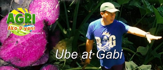 “UBE AT GABI” Ep.26 AGRI Ako D’yan