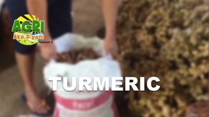 “TURMERIC” Ep.27 AGRI Ako D’yan