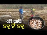 This Dhenkanal Village Excels In Mushroom Cultivation - OTV Report