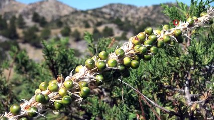 Yaylaya çıkan göçerler üretime başladı