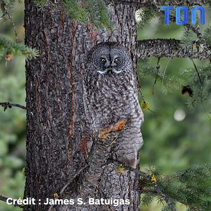 Il immortalise une chouette lapone camouflée contre un arbre !