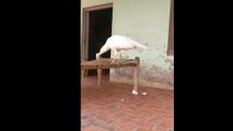 Beautiful White Peacock Video | Kingdom Of Awais