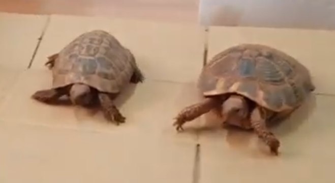 Erice (TP) - Droga e tartarughe di specie protetta in casa: nei guai intera famiglia (18.05.21)