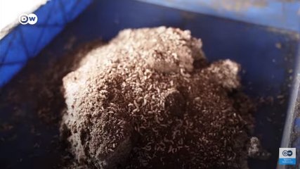 Mengatasi Sampah Organik dengan Black Soldier Fly