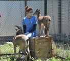 Kafkas Yaban Hayvanı Kurtarma ve Rehabilitasyon Merkezi yaban hayvanlarına şifa dağıtıyor