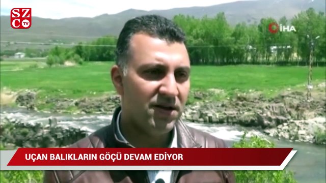 Uçan balıkların muhteşem göçü devam ediyor