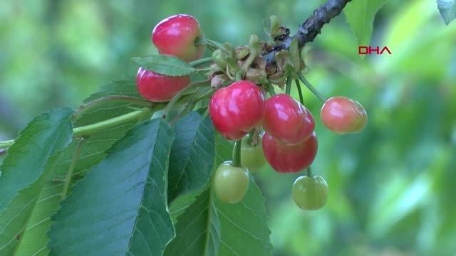KEMALPAŞA KİRAZI COĞRAFİ İŞARET TESCİLİYLE DÜNYA LİGİNE HAZIRLANIYOR