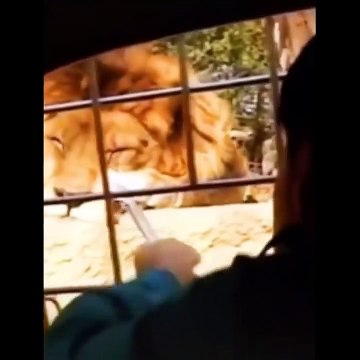 Funniest Animals - Funny animal videos can't help but laugh 2021 - Cutest Animals Ever