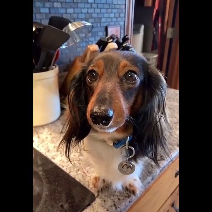 Funniest Animals  - Funny animal videos can't help but laugh 2021  - Cutest Animals Ever