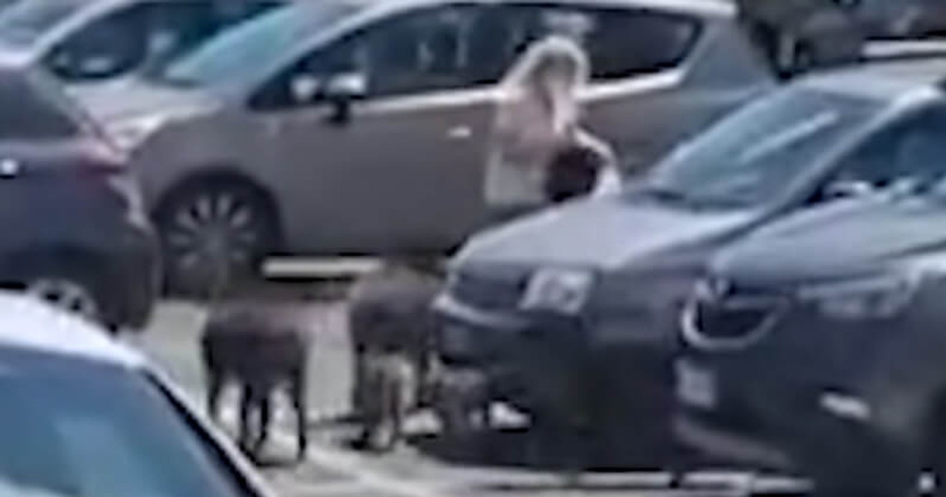Insolite : une Italienne se fait dépouiller de ses courses par... des sangliers !