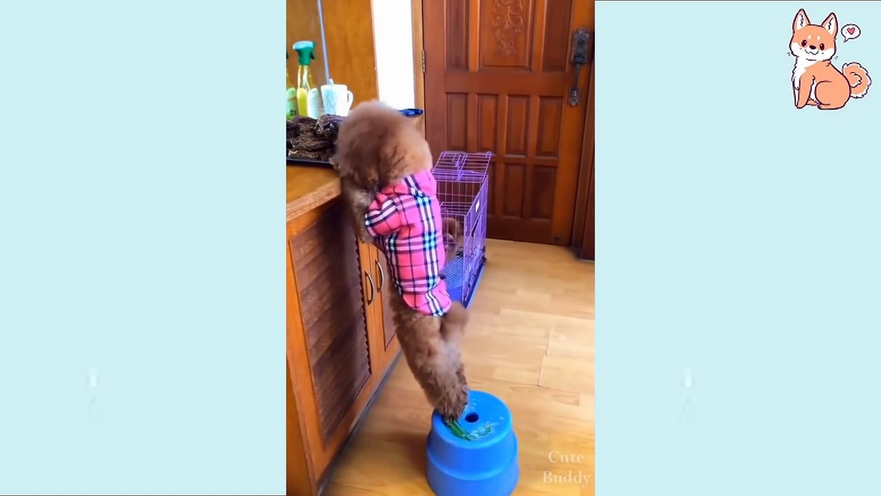 10 Best Funny Dog Video Compilation