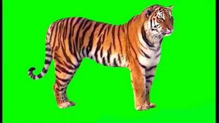 Green screen tiger running video no copyright free to use ( 360 X 640 )