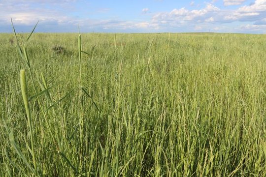 KIRKLARELİ - Halkalı-Kapıkule demir yolu hattında kullanılan merada yetiştirilen hayvan yemi besiciye dağıtılacak