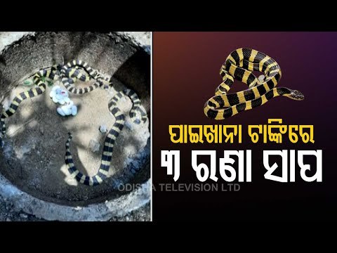 3 Banded Krait Snakes, Eggs Rescued From Abandoned Septic Tank In Salepur