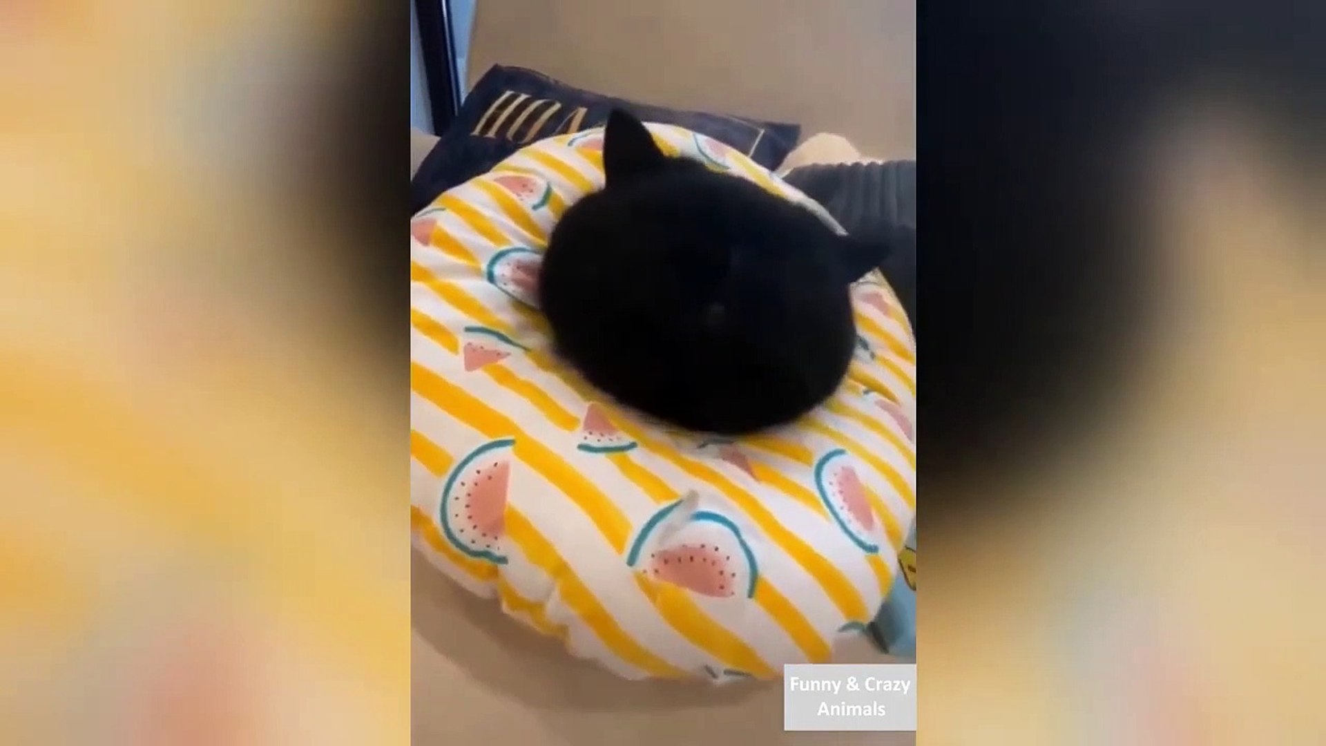 ⁣Funny Videos Animals 2021 ll Cute Pets Animals Funny Compilations ll 2021 funny videos