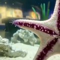 Starfish legs | Timelapse