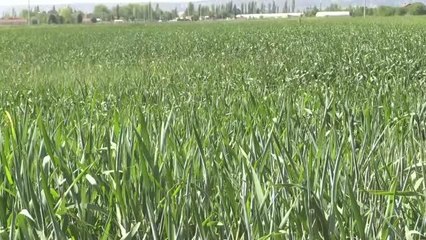 ESKİŞEHİR - Çiftçiler Cumhurbaşkanı Erdoğan'ın açıkladığı hububat alım fiyatlarını memnuniyetle karşıladı