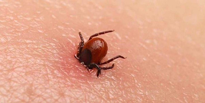 PROF. DR. ÇETİN KKKA AŞISI, KORONAVİRÜS NEDENİYLE İKİNCİ PLANDA KALDI