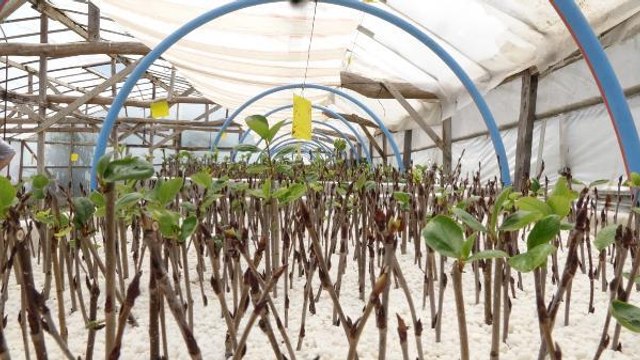 Kuzey Amerika'nın süper meyvesi aronya artık Karadeniz'de üretilecek