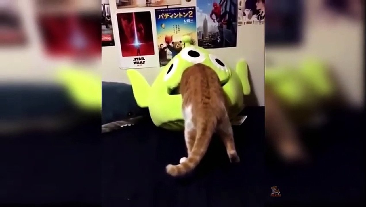 Awesome - Cute and Funny Cat Videos Compilation #1 Animals