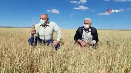 Kuraklık nedeniyle ekinler baş vermeden kurudu