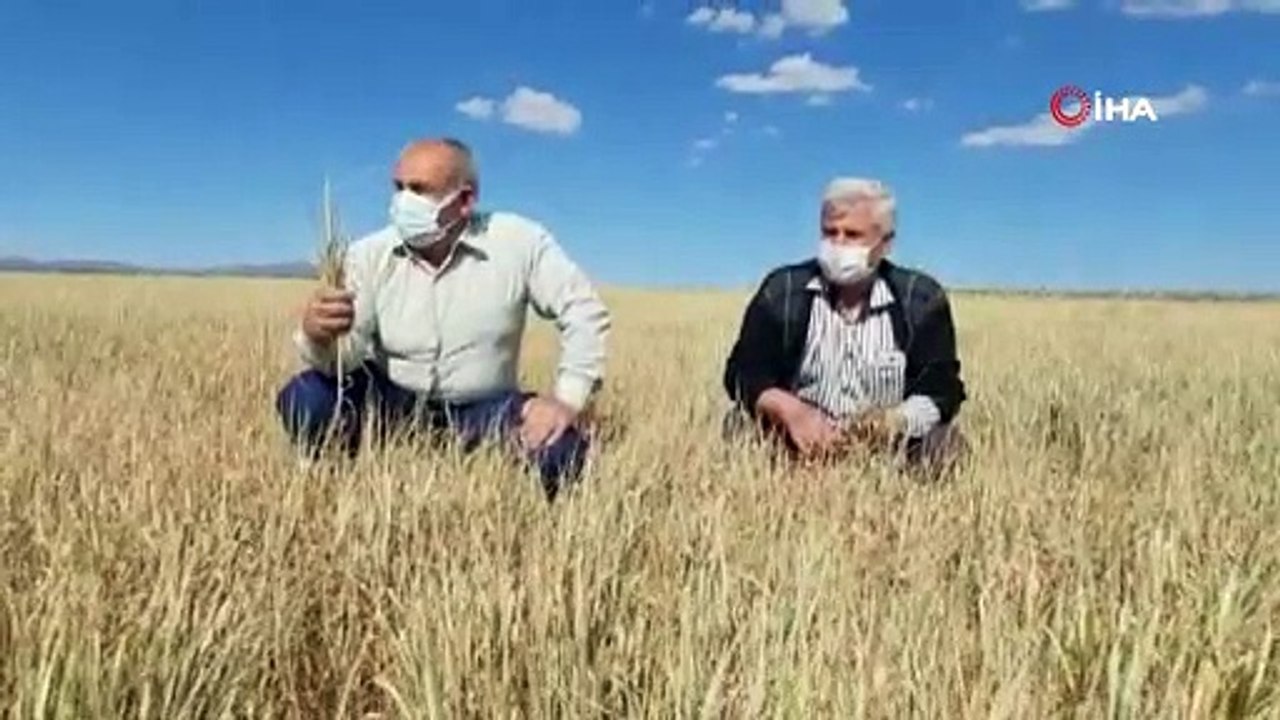 Kuraklık nedeniyle ekinler baş vermeden kurudu